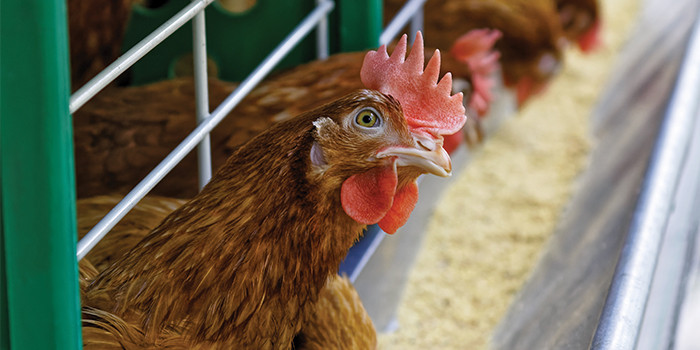 Spray Foam in a Chicken Trailer Keeps Chicks Chirpy